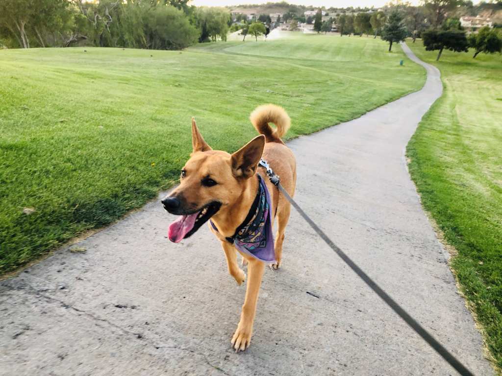 Dog wearing bandana 